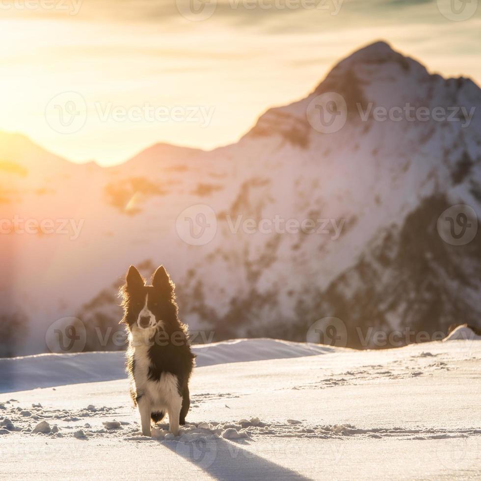 Border Collie im Schnee foto