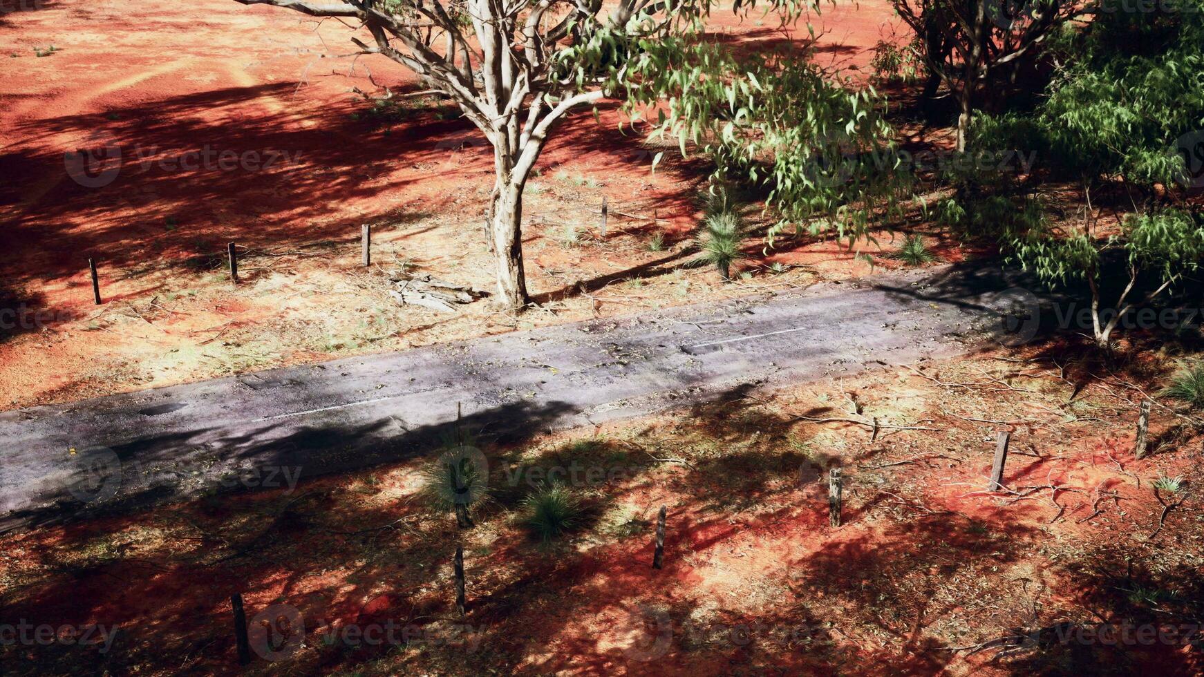 Eukalyptus Wald Plantage und leeren Autobahn im Brasilien foto