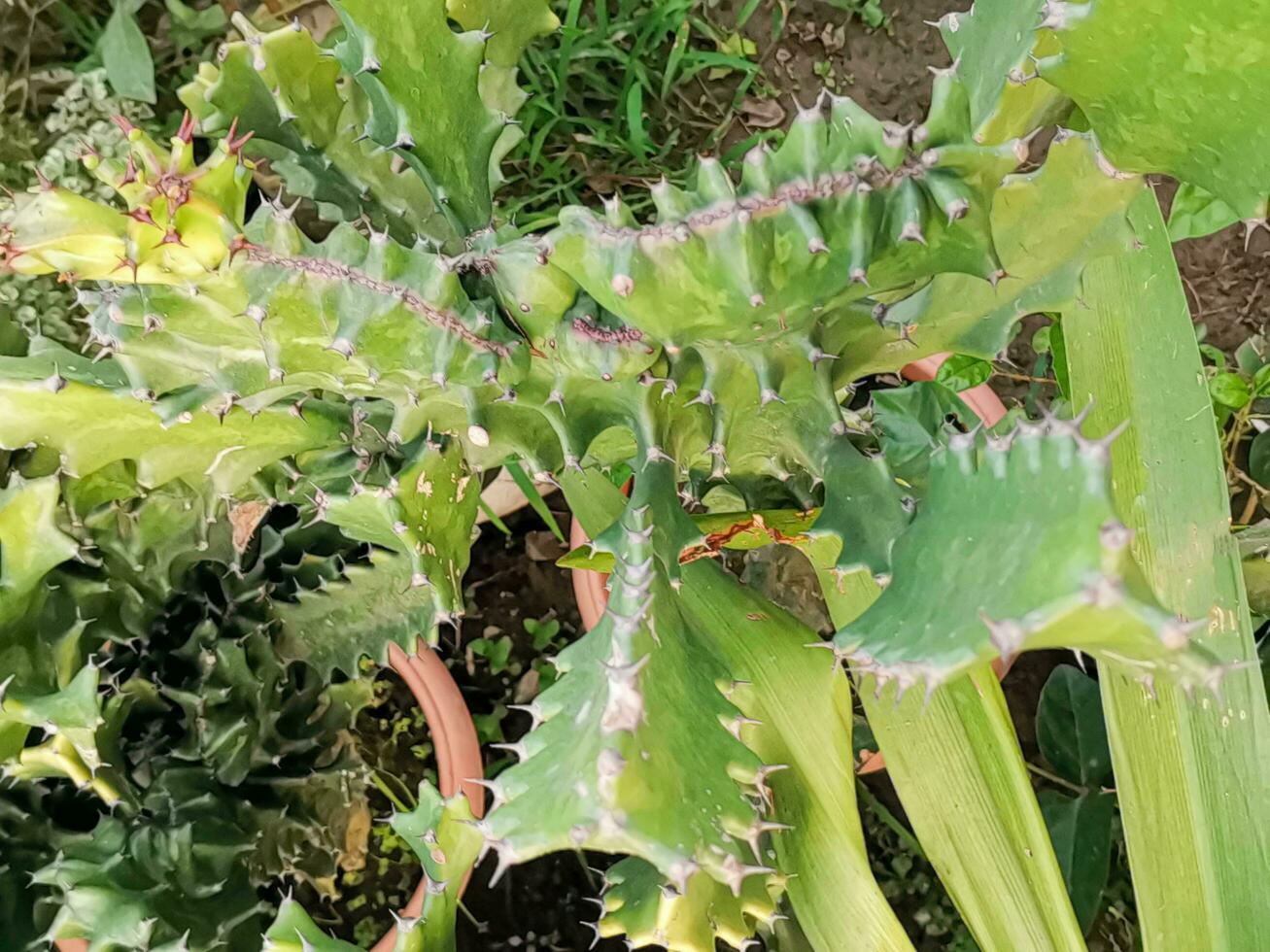 Kandelaber-Kaktus Anlage, ein wahr Kaktus aber ein saftig Pflanze einheimisch zu Süd- Afrika, Zugehörigkeit zu das Euphorbiaceae Familie foto