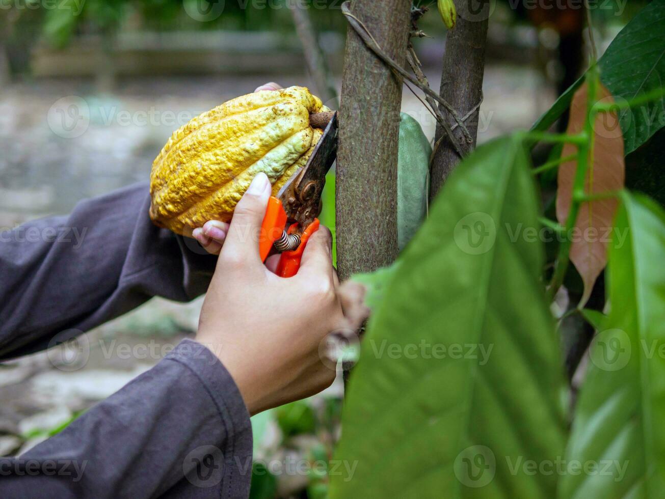 nahaufnahmehände eines kakaobauern verwenden beschneidungsscheren, um die kakaoschoten oder den fruchtreifen gelben kakao vom kakaobaum zu schneiden. ernten, was das landwirtschaftliche Kakaogeschäft produziert. foto