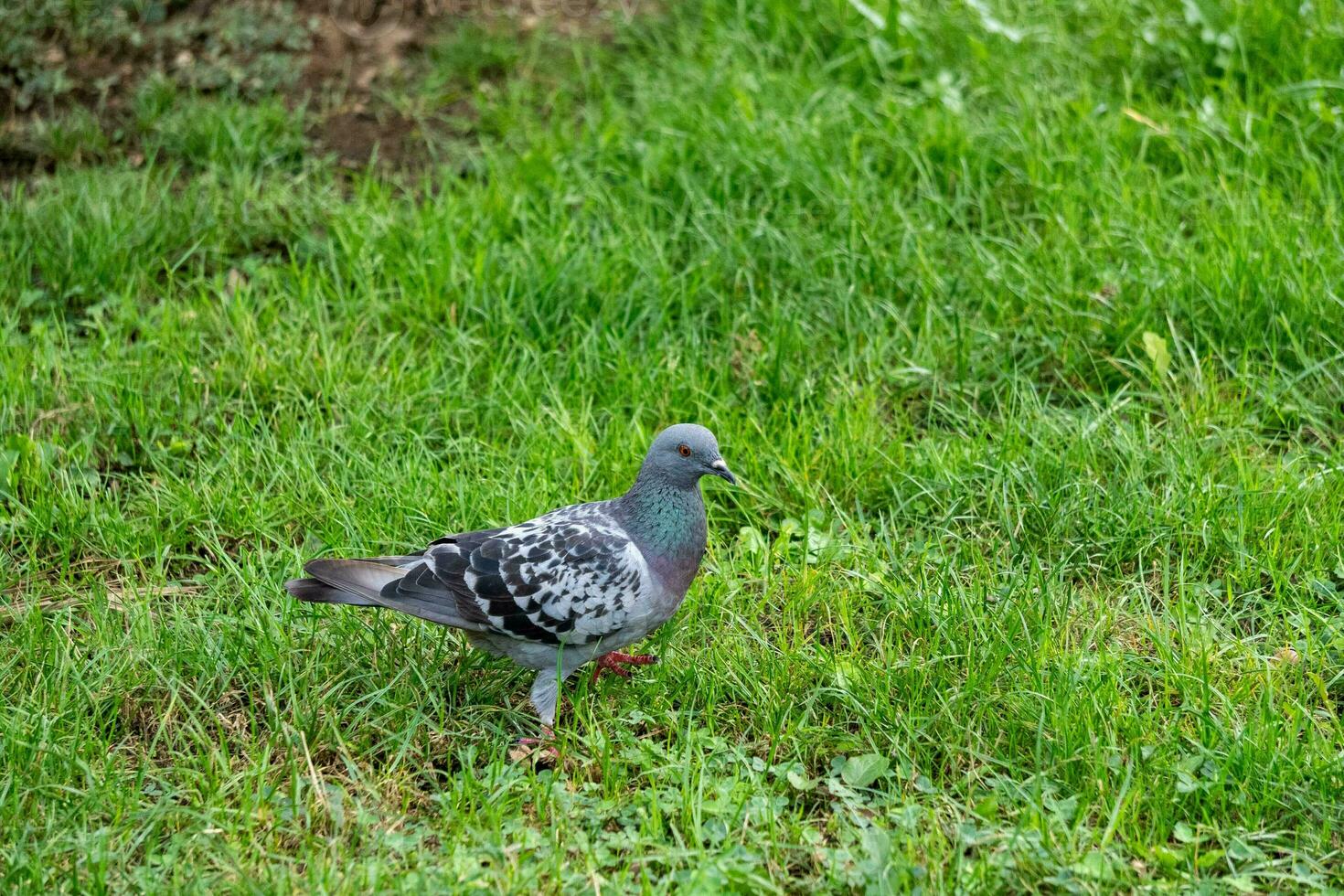 verbreitet Taube suchen zum Essen im das Gras foto