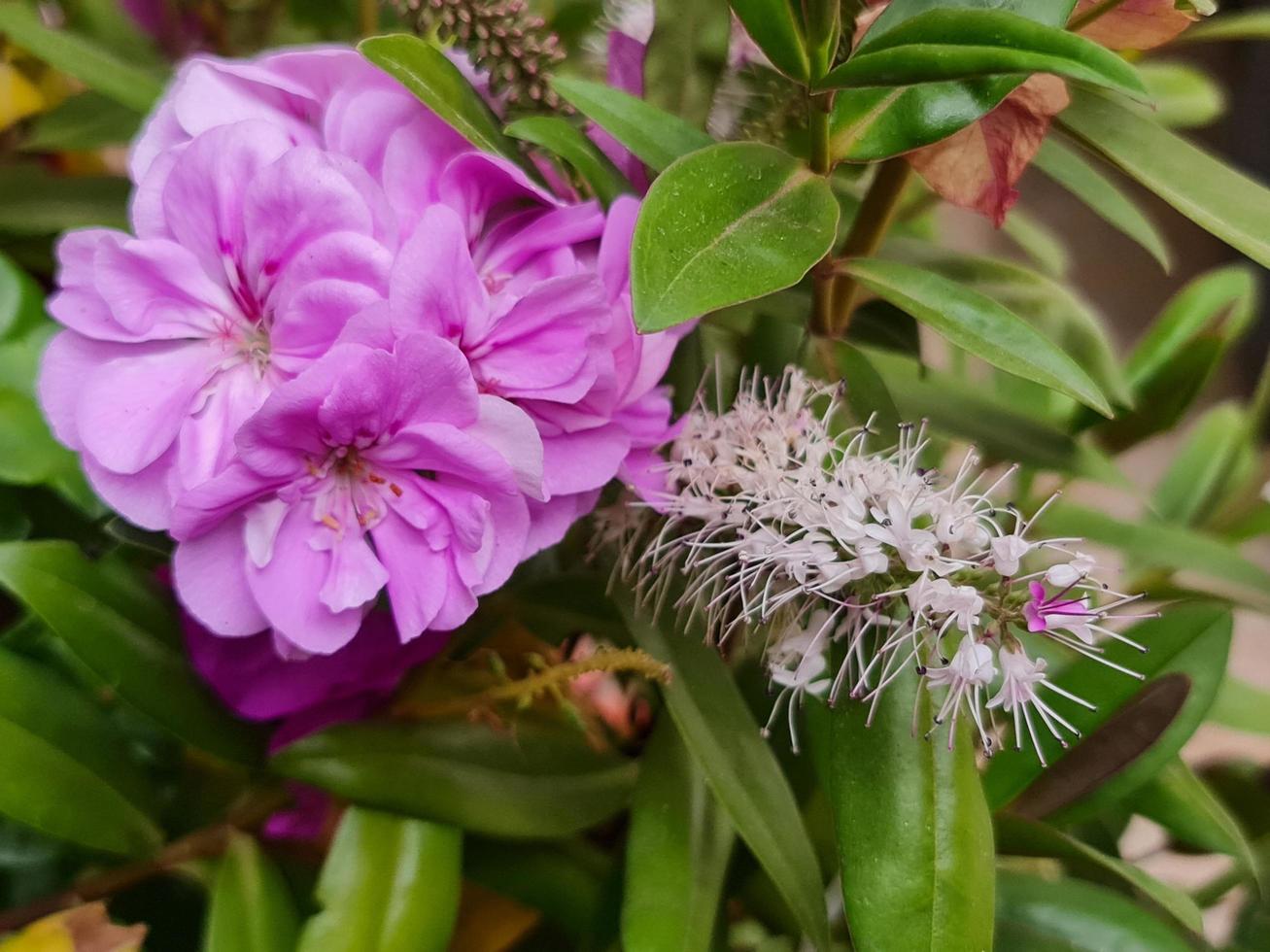 Rosa Malbon-Blume in einem Garten in der Frühlingssaison foto
