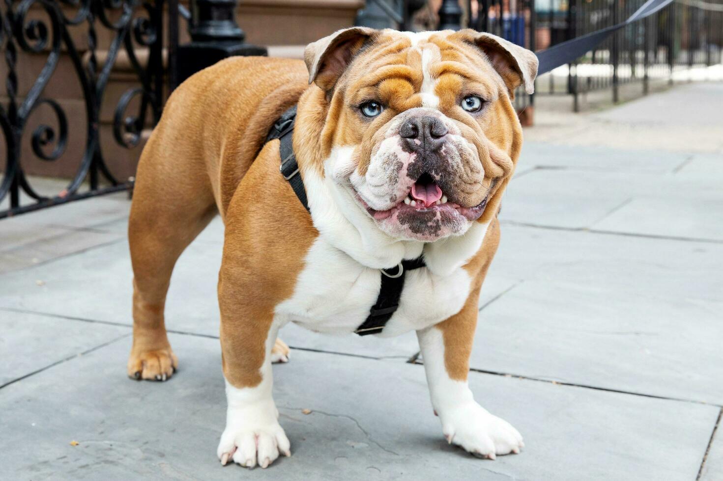 Englisch Hund Rassen Held foto