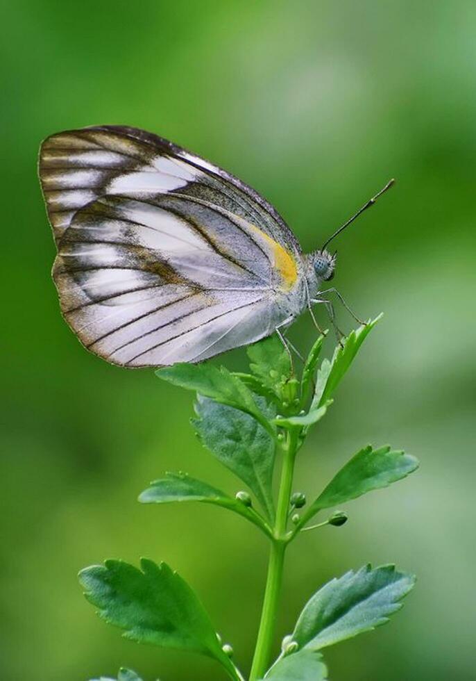 schön Schmetterling im Natur, Natur Bilder, Schönheit im Natur, Frische, Fotografie foto