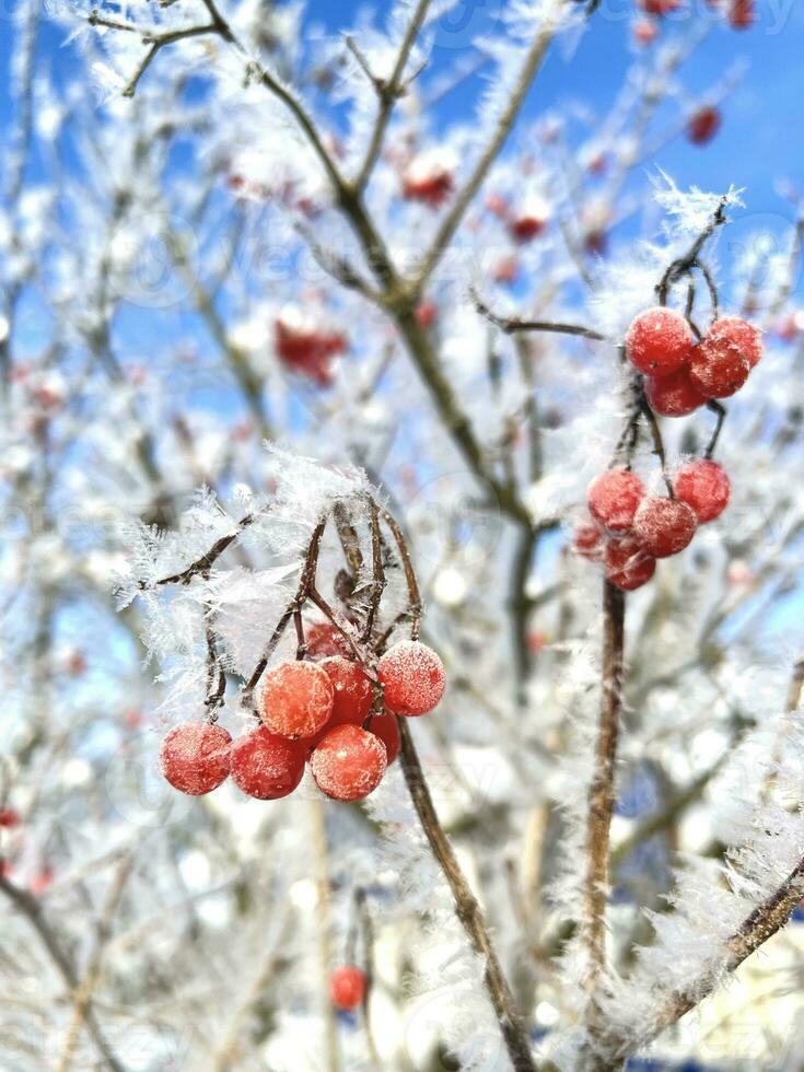 Schnee bedeckt Geäst von rot Berg Asche auf ein kalt Winter Tag. foto