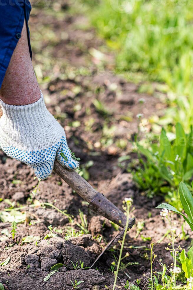 alt Mann entwurzelt Hacke Unkraut im seine Garten foto