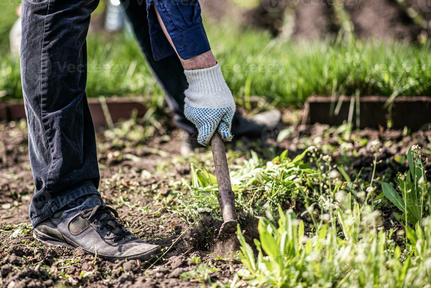 alt Mann entwurzelt Hacke Unkraut im seine Garten foto