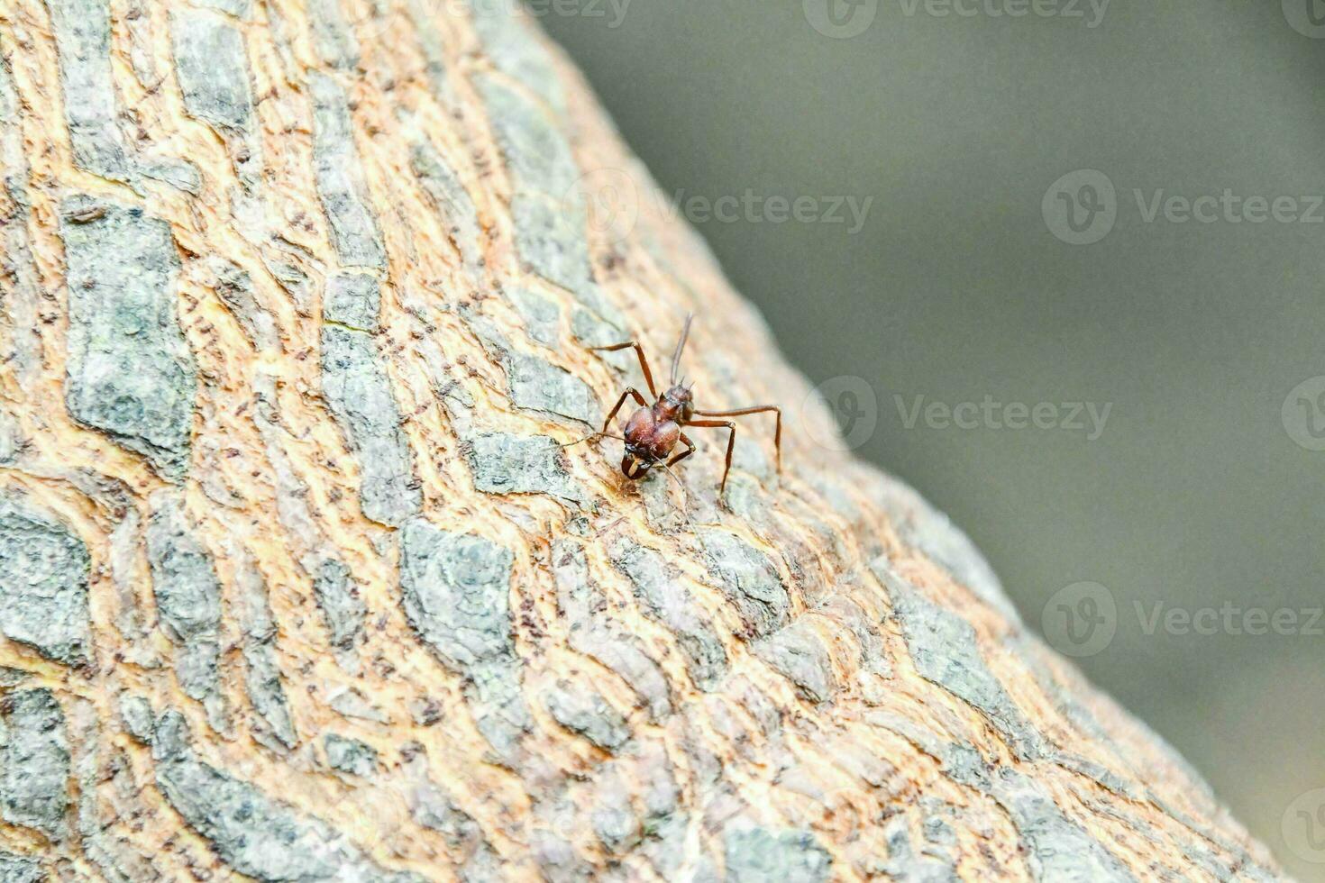 ein klein Ameise auf ein Baum Kofferraum foto