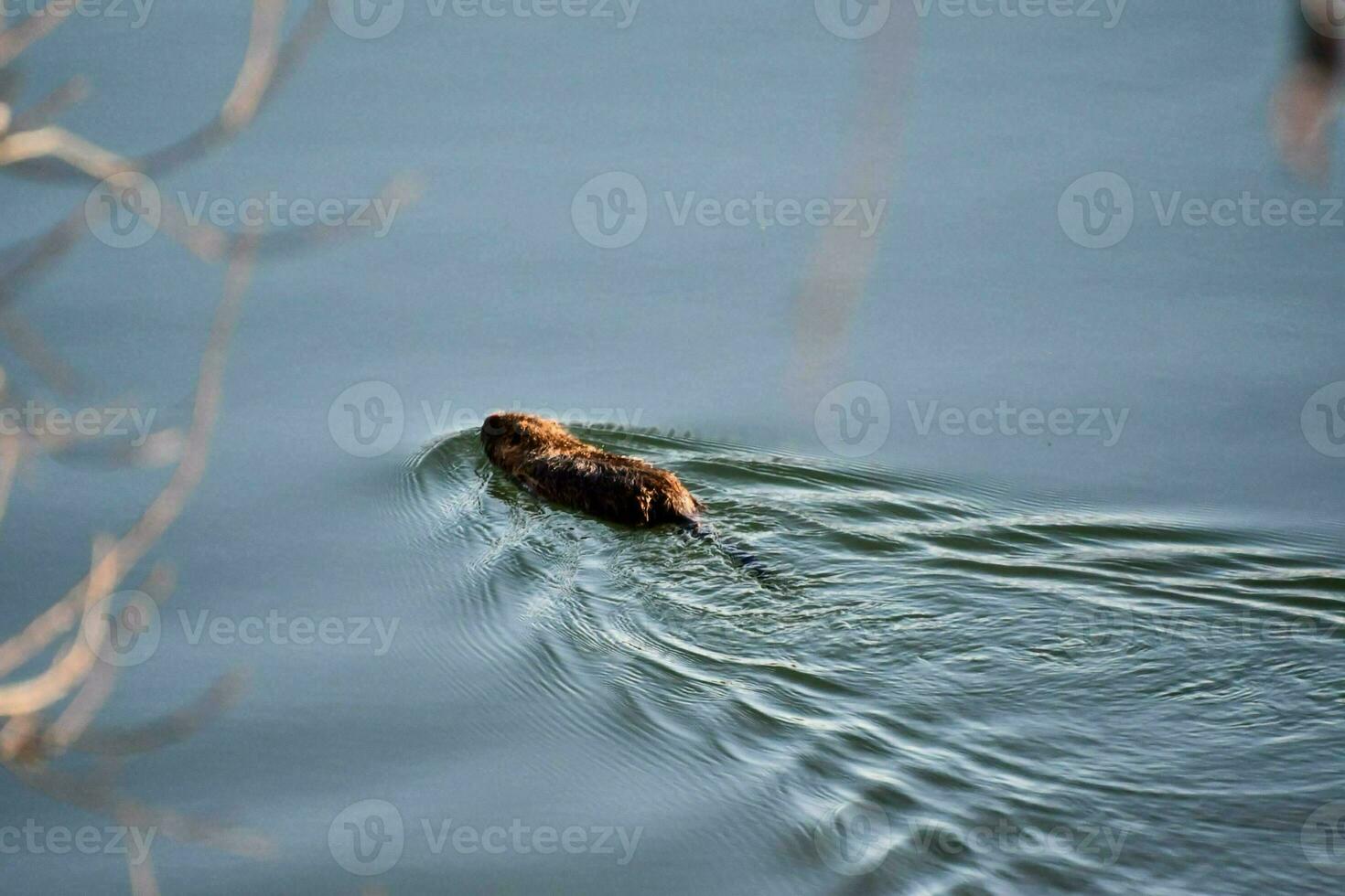 ein Biber Schwimmen im das Wasser foto