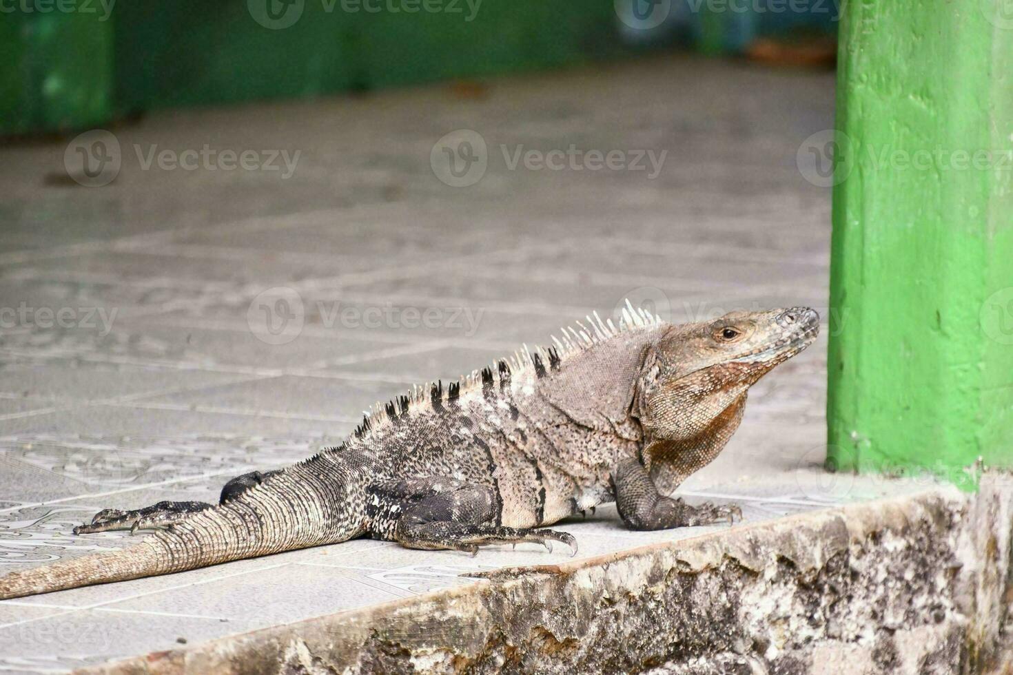 ein Leguan Sitzung auf das Boden in der Nähe von ein Grün Tür foto