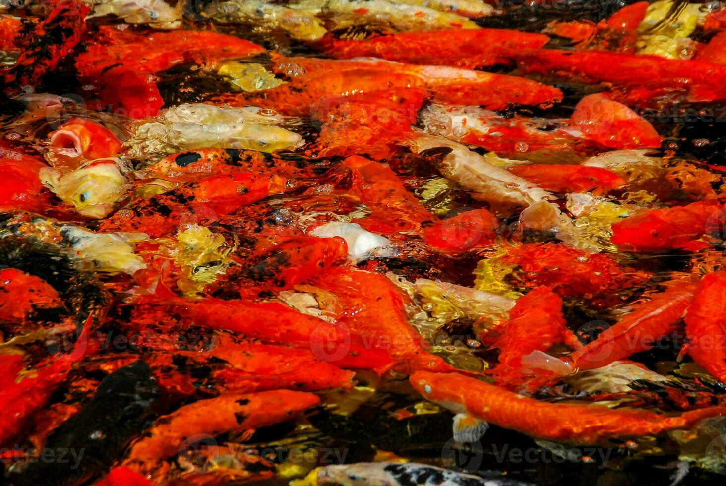 ein groß Gruppe von Fisch im ein Teich foto