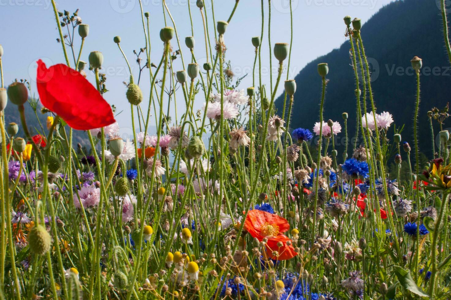 Blumen im Vallorcin im Haute Savoie ,Frankreich foto