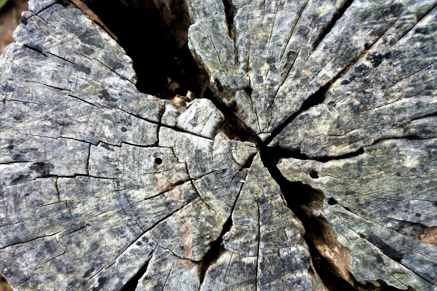 Holz Textur Baum abstrakt Hintergrund Natur organisch foto