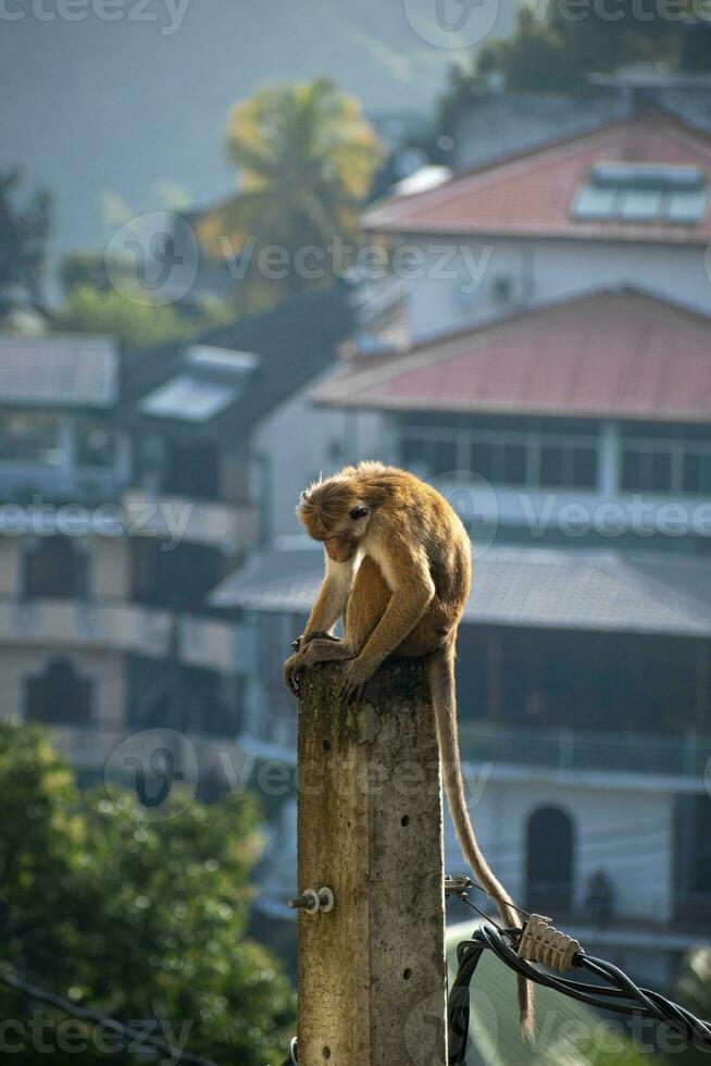 Bild von das Toque Makaken ist ein rötlich braun farbig alt Welt Affe endemisch zu sri Lanka foto