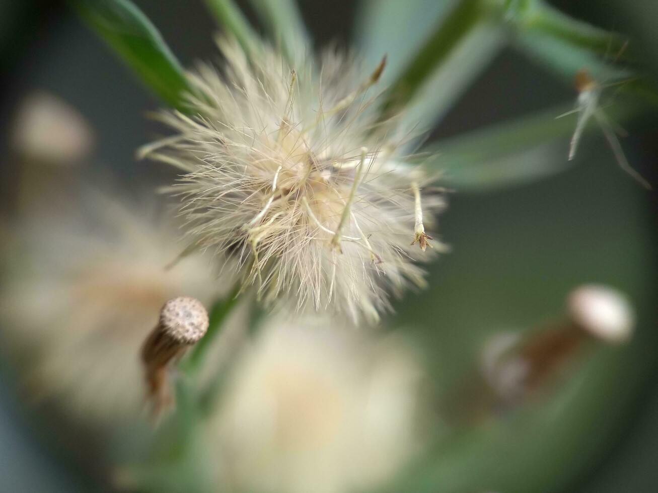 ein wild Blume Blühen im das Garten foto