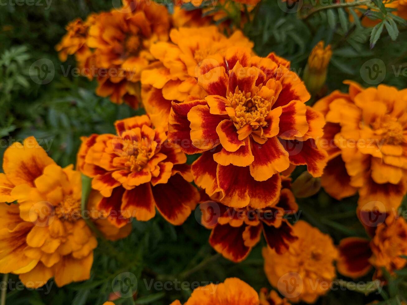 Orange und rot Blumen sind Blühen im das Garten foto