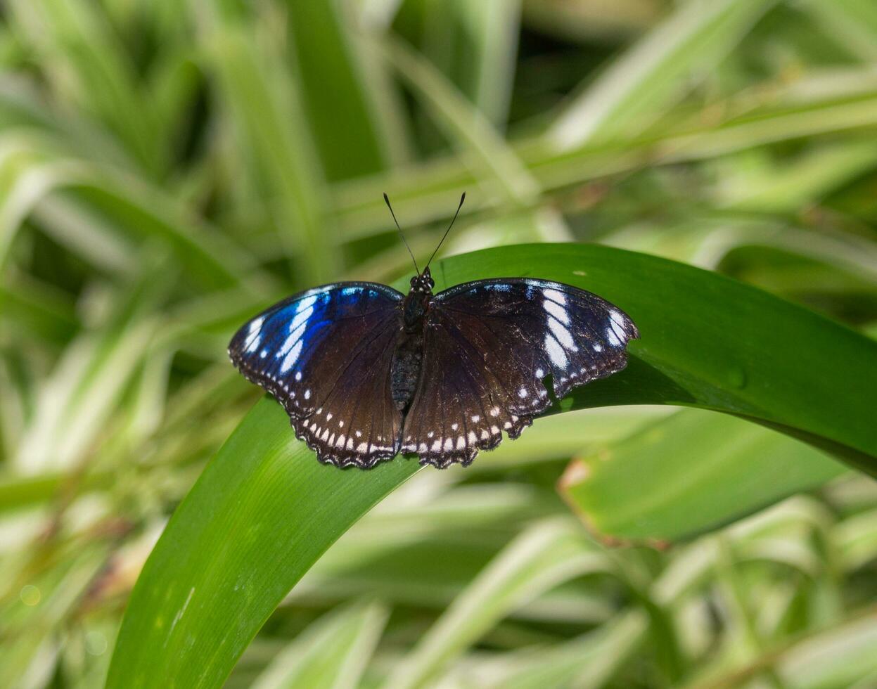 Schmetterling Sitzung auf ein Blatt foto