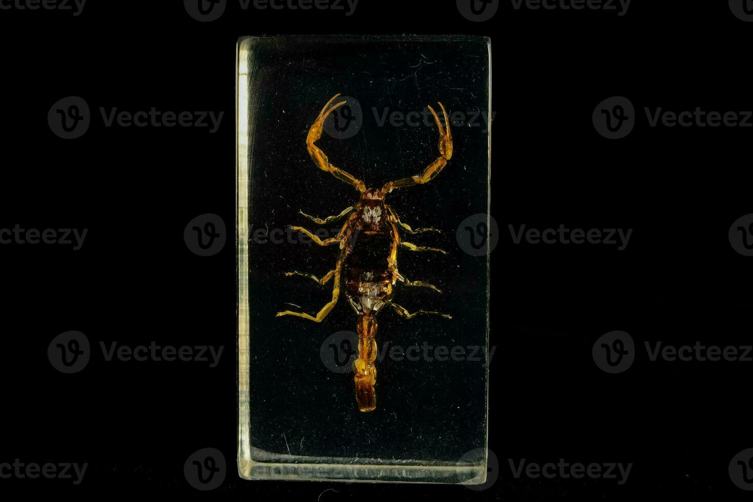 ein Skorpion ist gezeigt im ein Glas Box foto