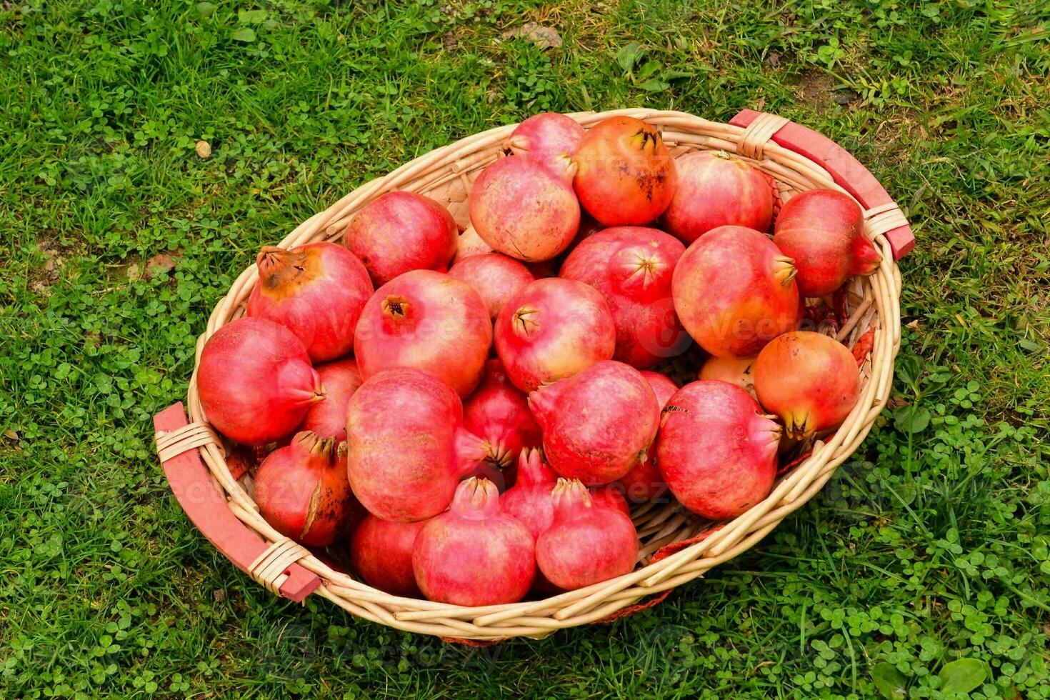 ein Korb voll von Granatäpfel auf das Gras foto