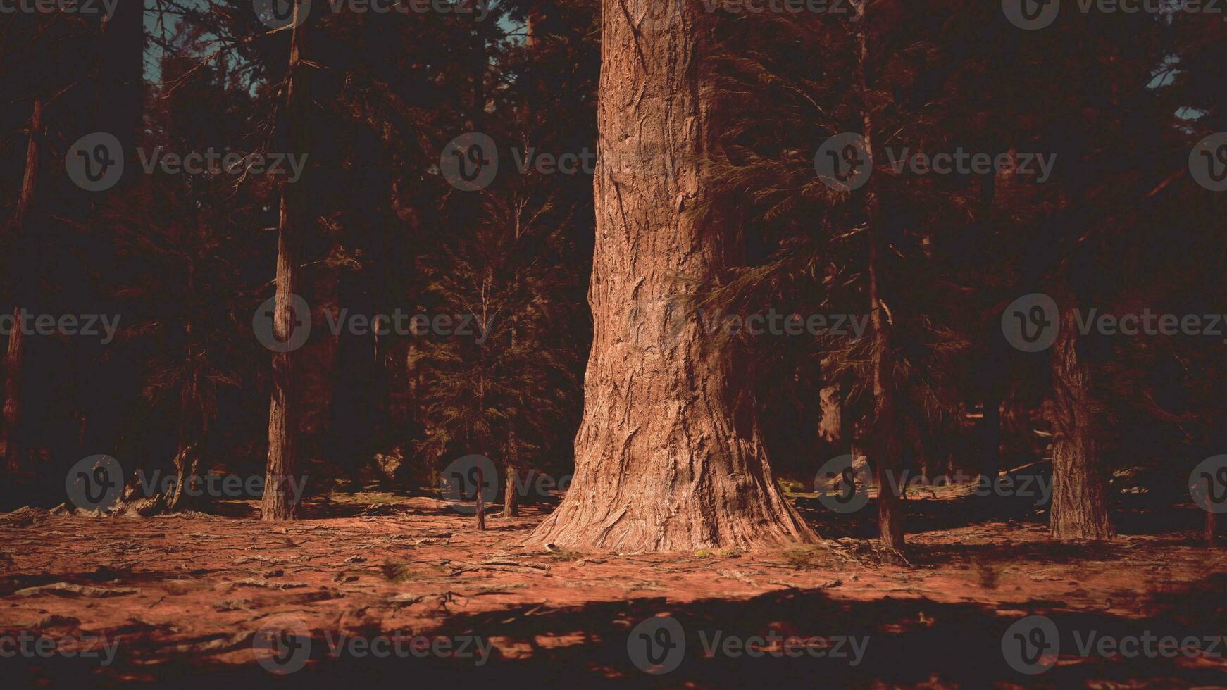 Mammutbaum Bäume Stehen hoch im das Sonnenuntergang Licht foto