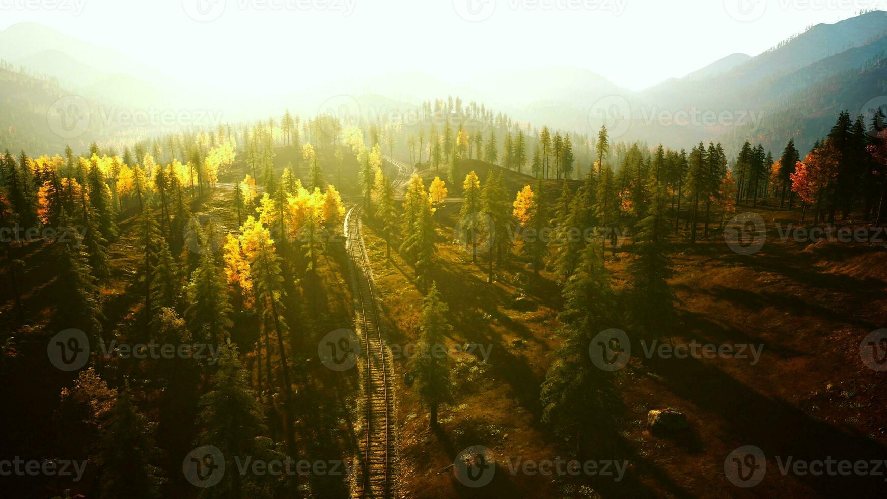 alt Zug Spuren verschwinden in das Schatten von ein Hain von Evergreens beim Sonnenuntergang foto