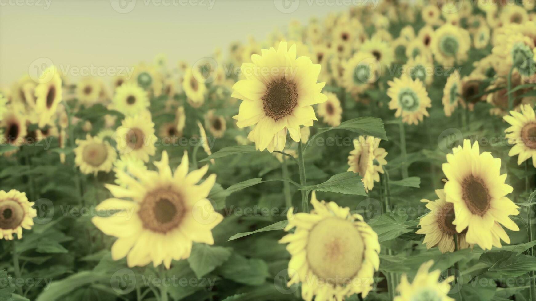 herrliche szene von leuchtend gelben sonnenblumen am abend foto