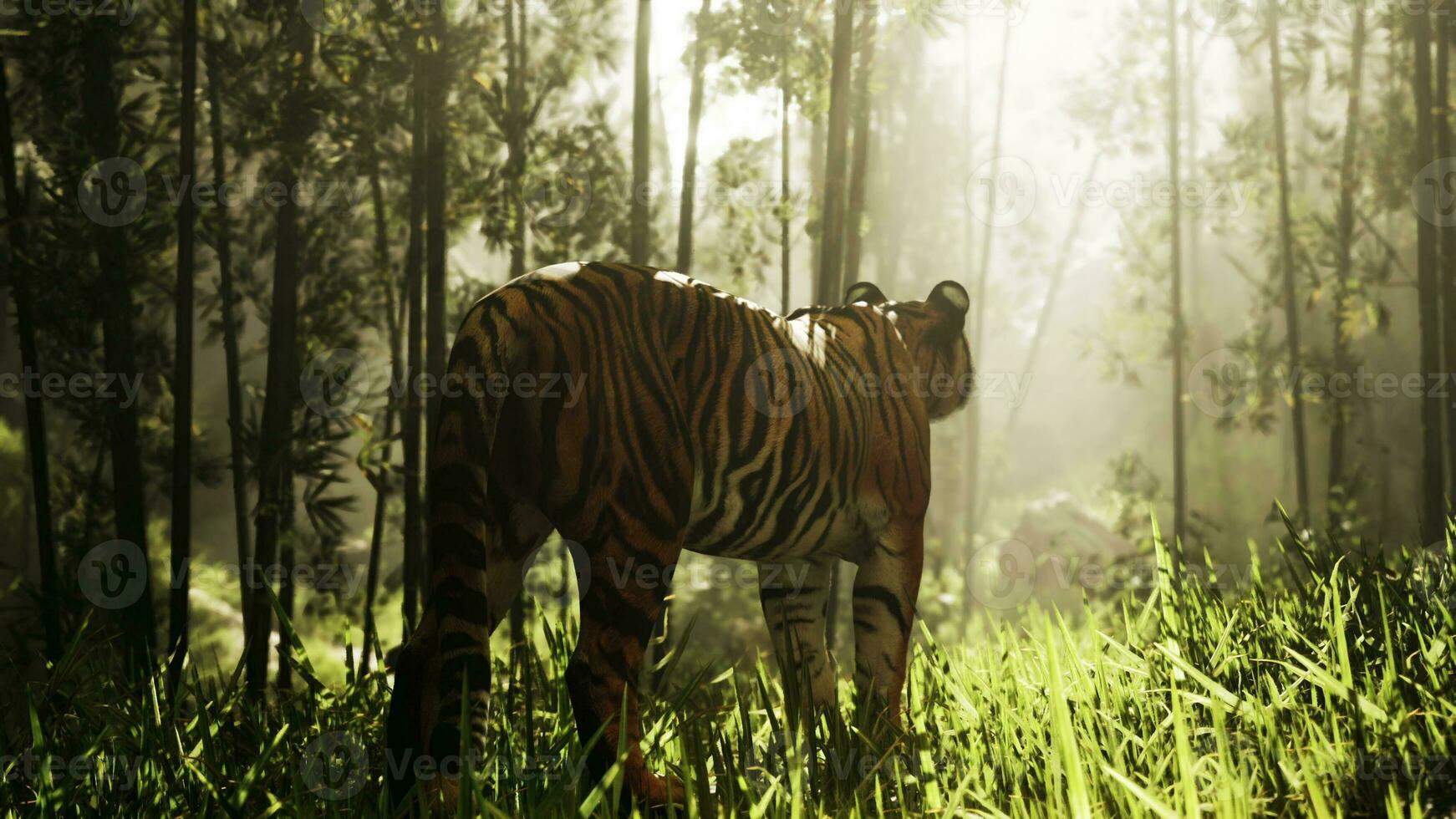 im das Mitte von ein Bambus Dickicht ein kolossal Bengalen Tiger Stiele es ist Steinbruch foto