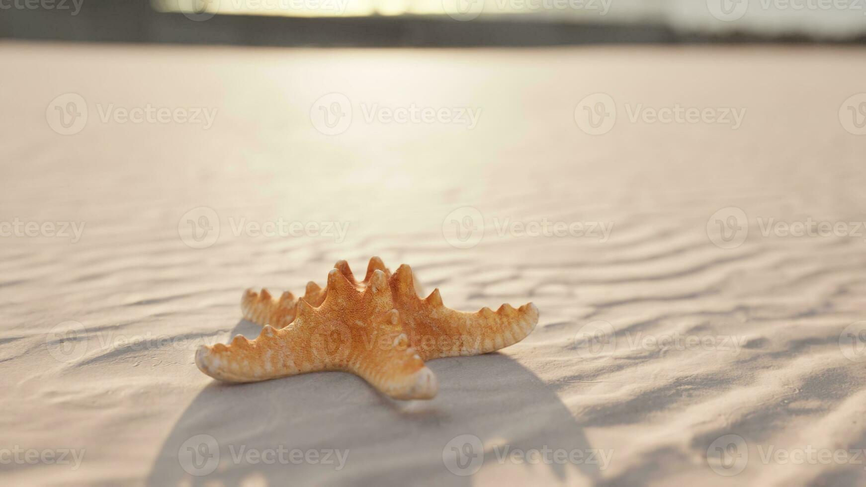 Seestern auf das Stadt Strand foto