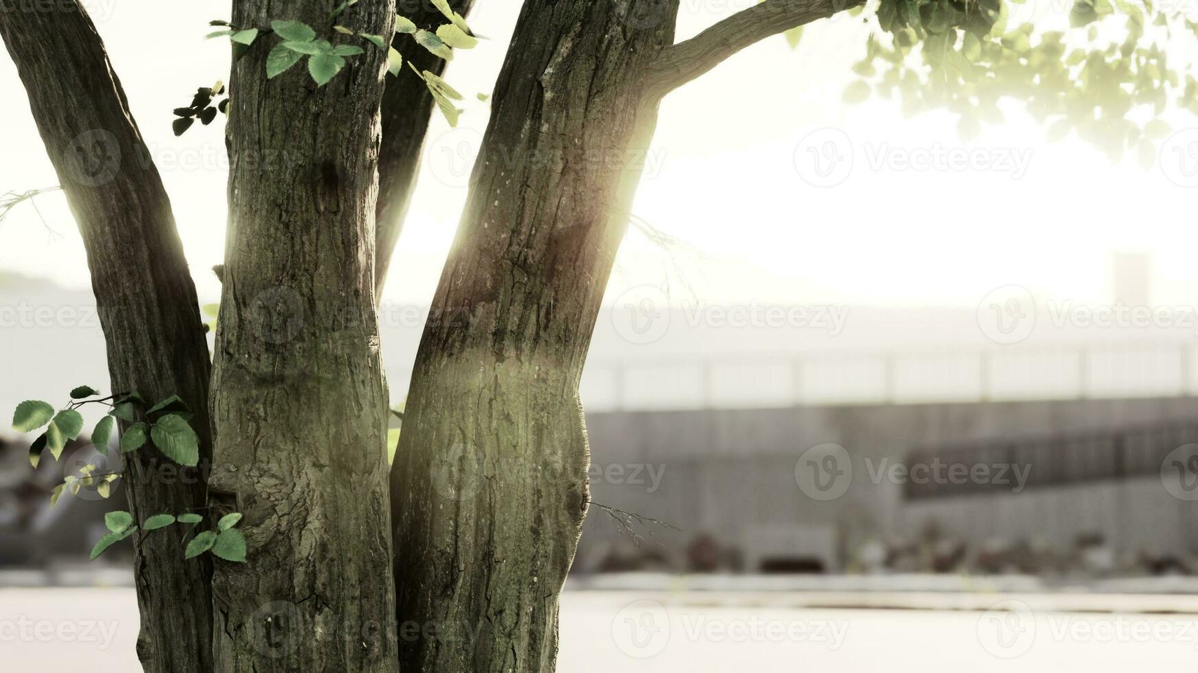 groß Baum Laub im Morgen Licht mit Sonnenlicht foto