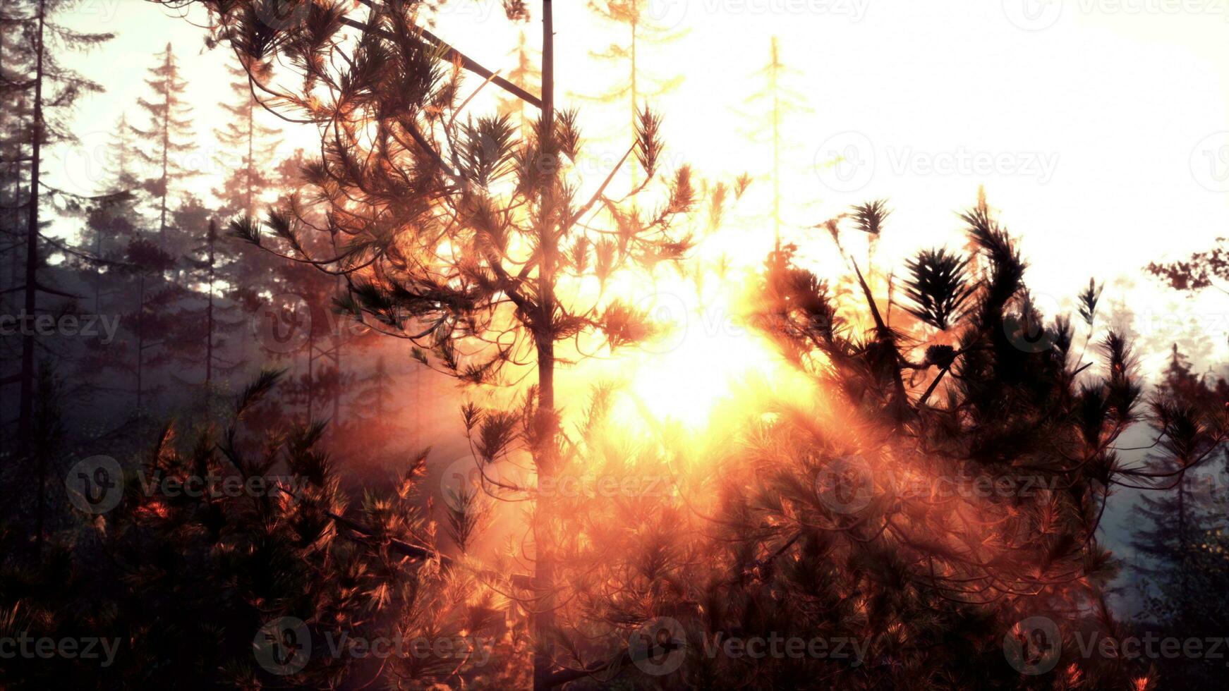 Sonnenuntergang Strahlen durch Kiefer Geäst foto