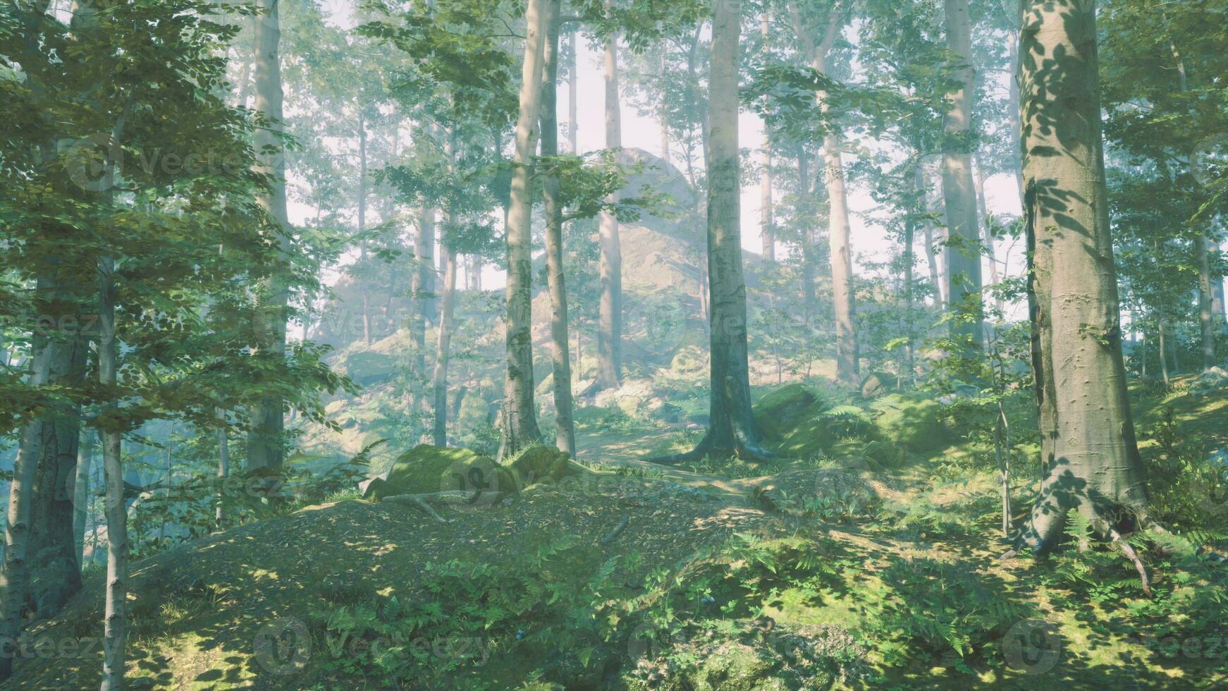 schön sonnig silhouettiert Wald mit Sonnenstrahlen durch Nebel foto