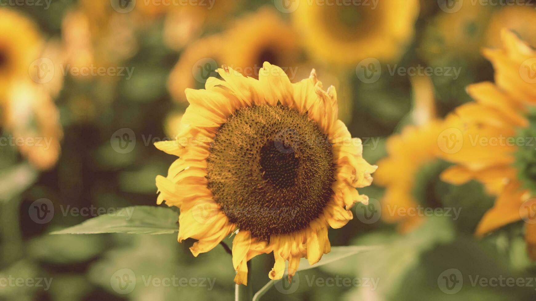 ein beschwingt Sonnenblume Stehen hoch unter ein Meer von Sonnenblumen im ein sonnendurchflutet Feld foto