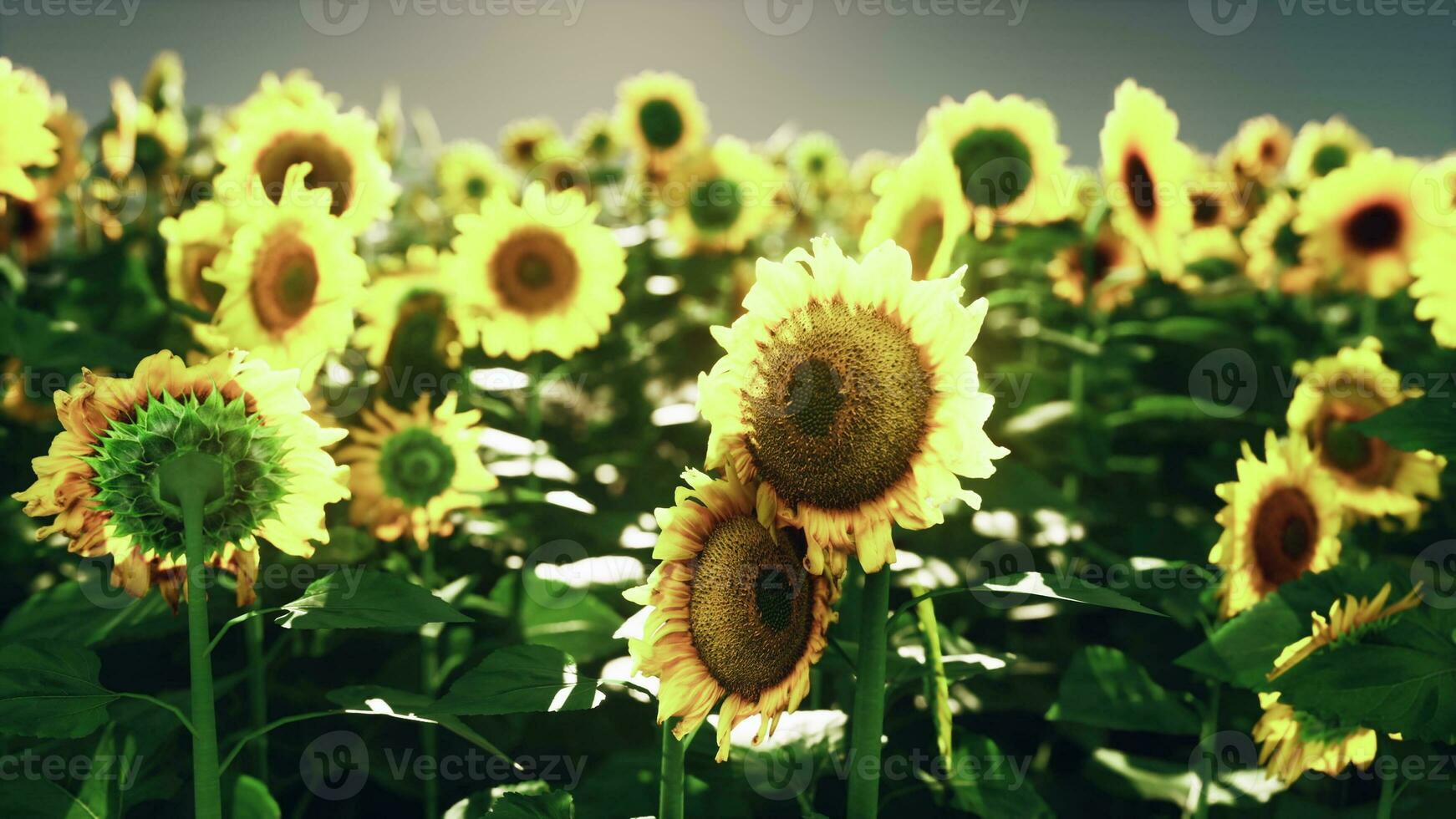 ein beschwingt Sonnenblume Feld mit üppig Grün Blätter foto