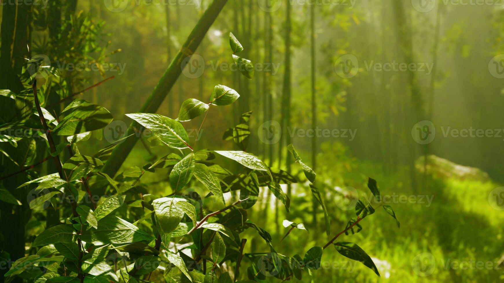 Bambus Wald zeigen aus es ist Grün foto