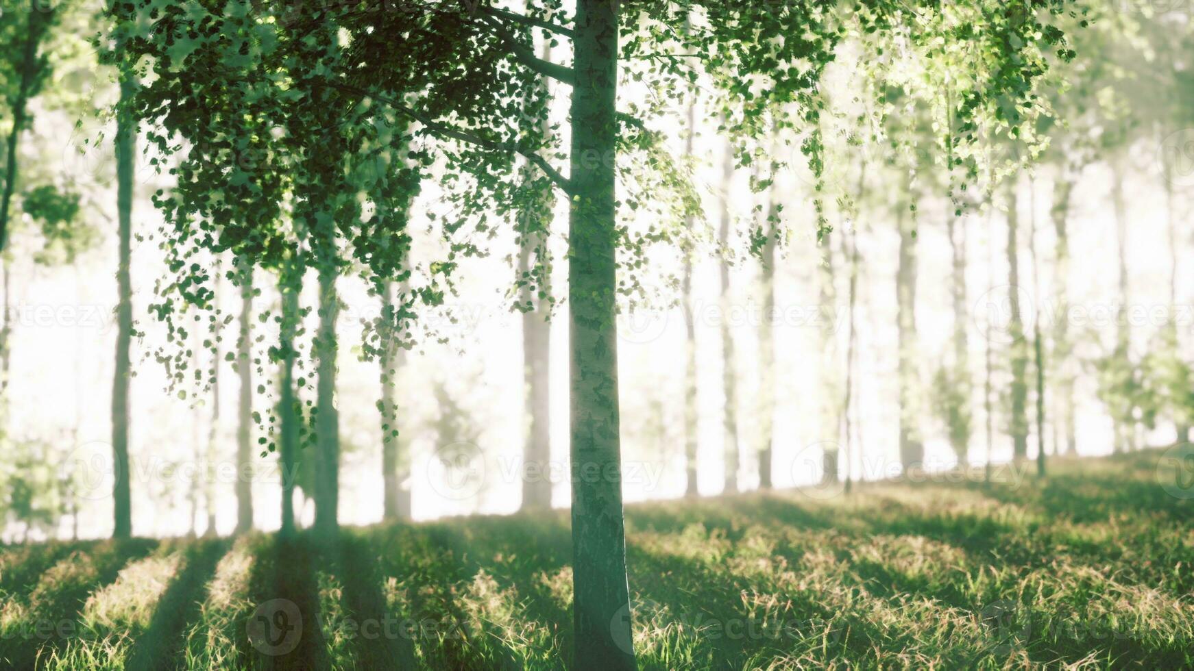 Birkenwald im Sonnenlicht am Morgen foto