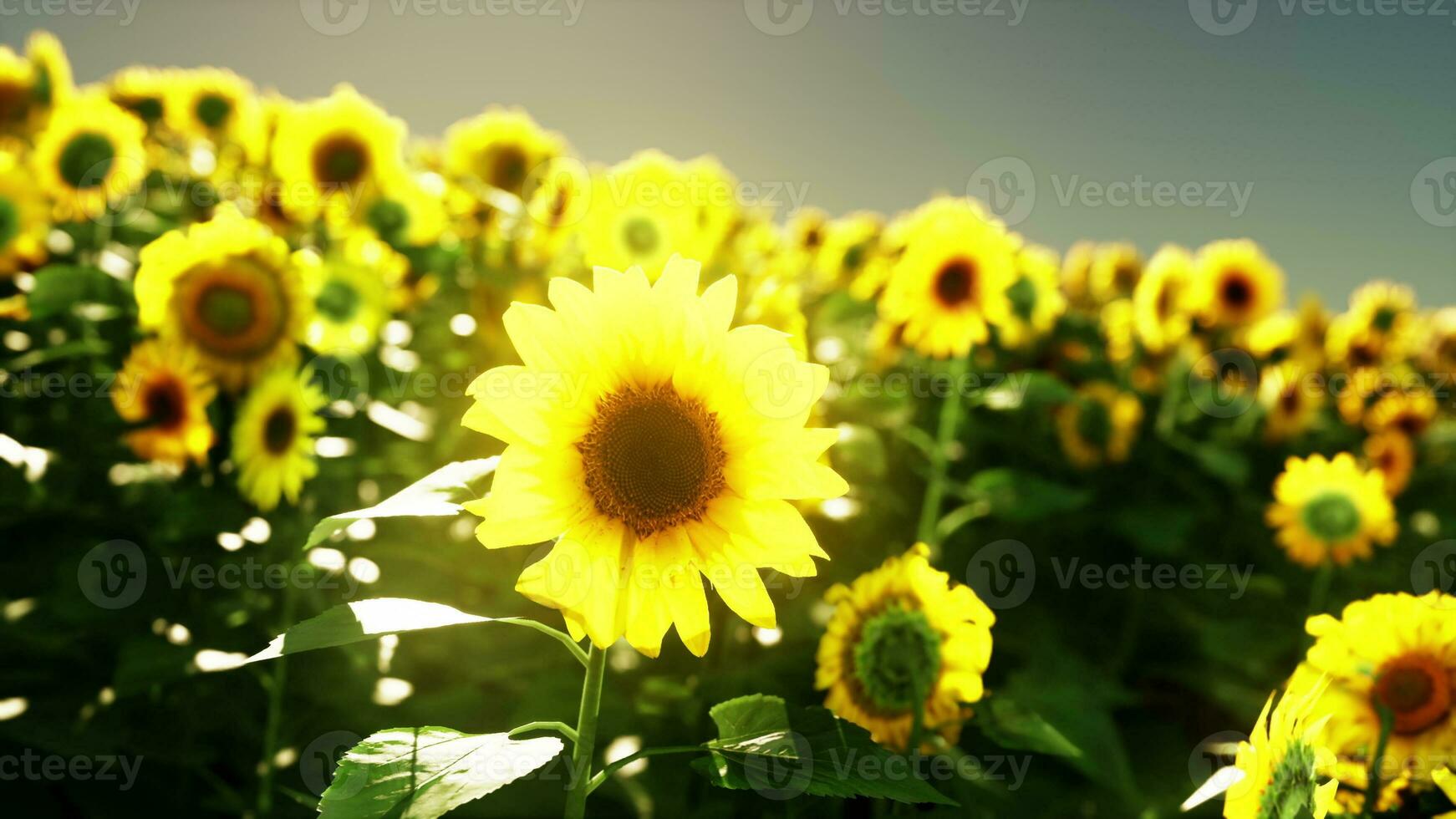 ein beschwingt Sonnenblume Feld gegen ein atemberaubend Himmel Hintergrund foto