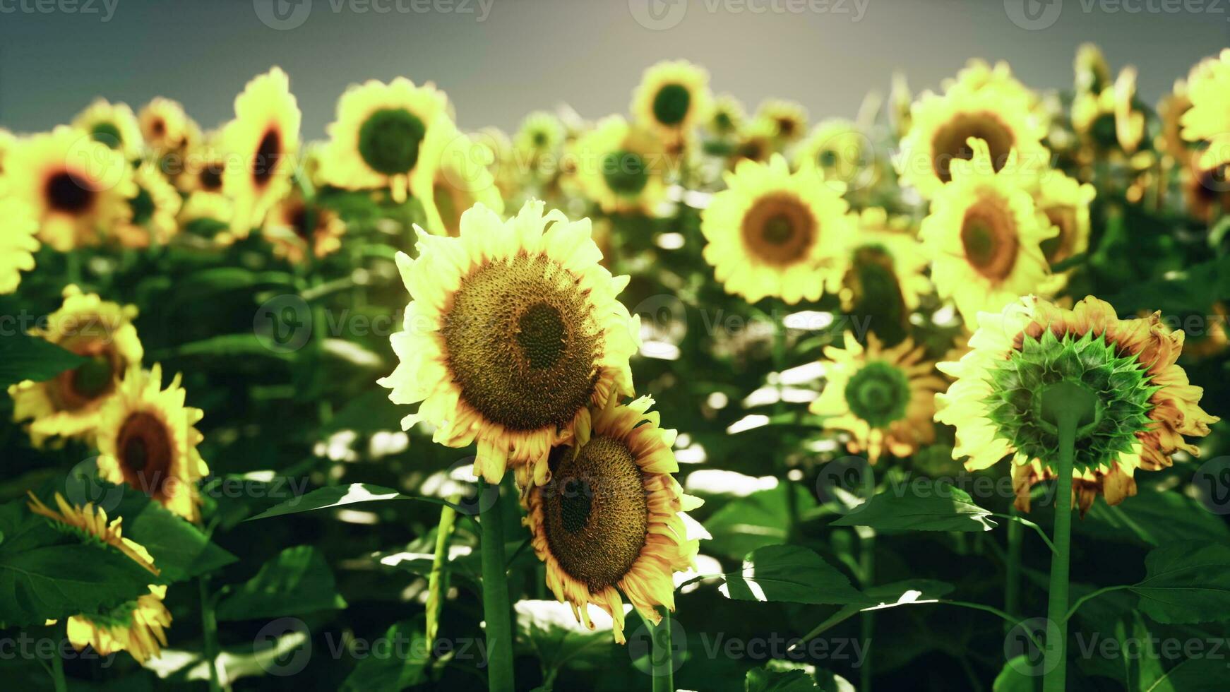 ein beschwingt Feld von Sonnenblumen gegen ein malerisch Himmel Hintergrund foto