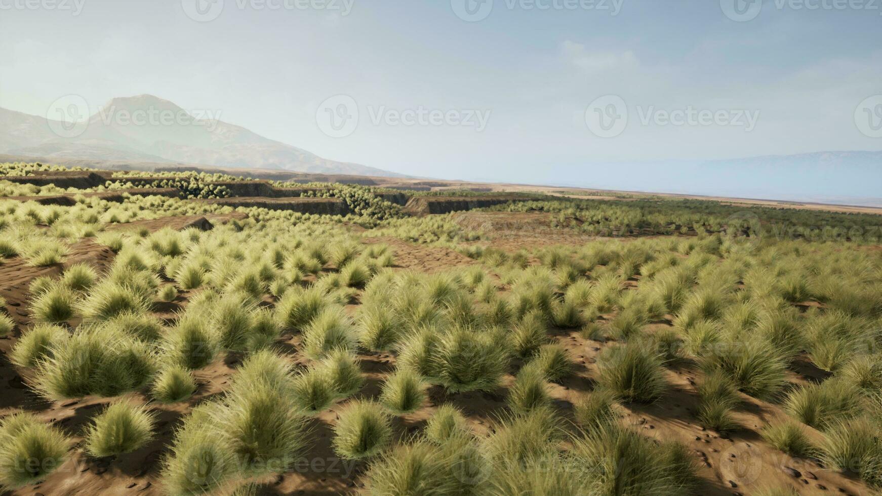 sehr Fernbedienung Spinifex Gras bedeckt Stelle im das großartig Victoria Wüste foto