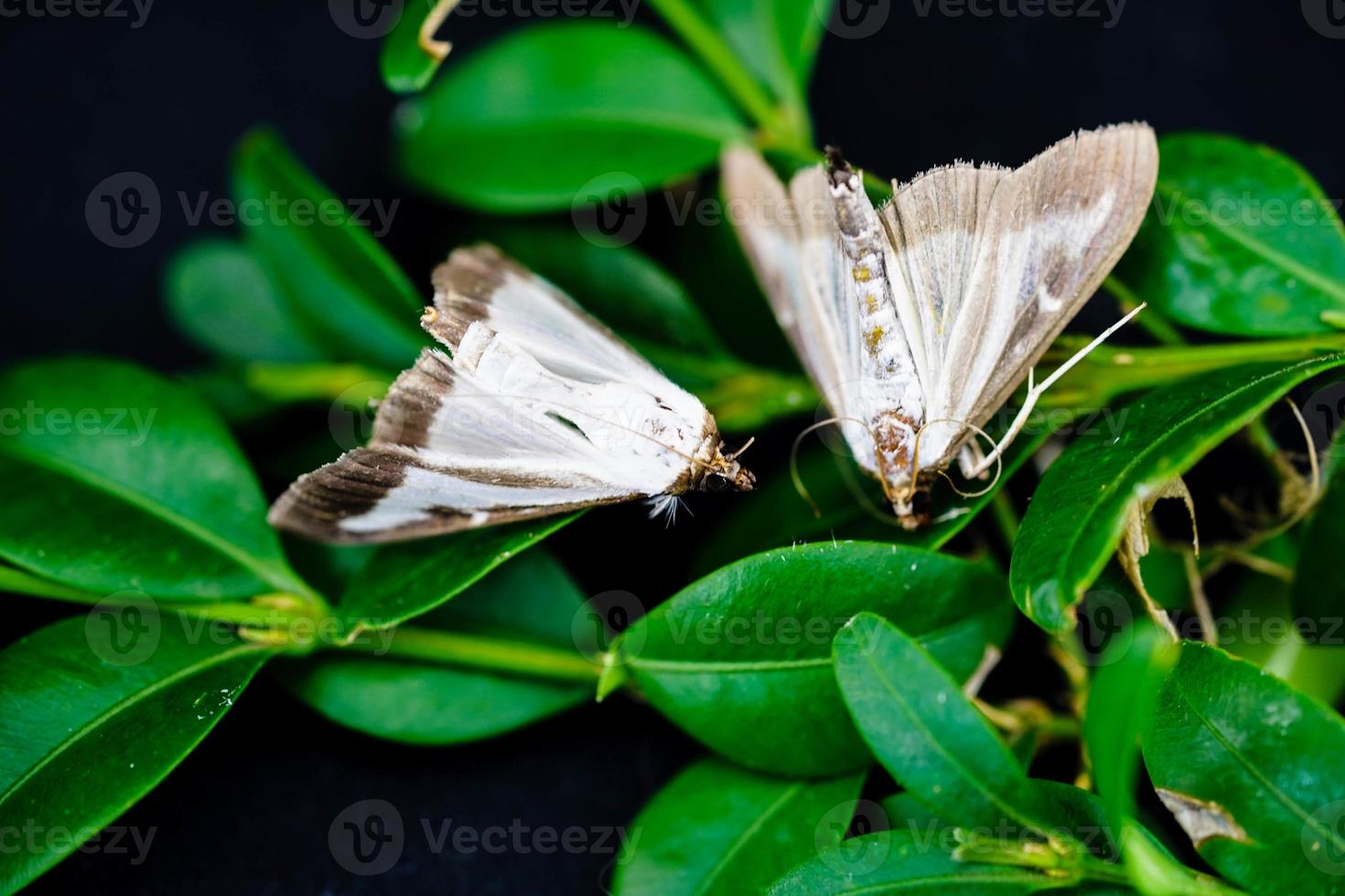 der Buchsbaumfalter cydalima perspectalis foto