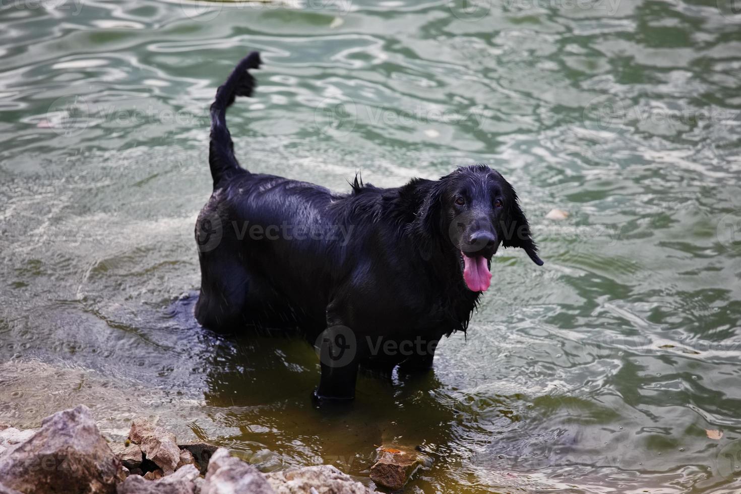 nasser schwarzer Retriever am Wasser foto