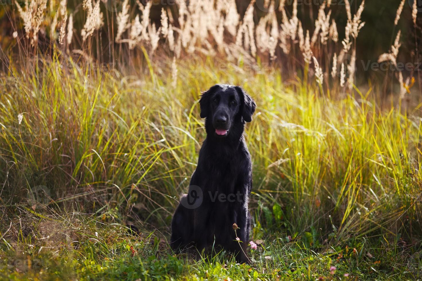 Black Retriever sitzt inmitten von hohem Gras foto