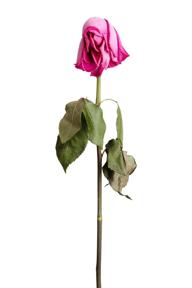 welke rosa rose foto