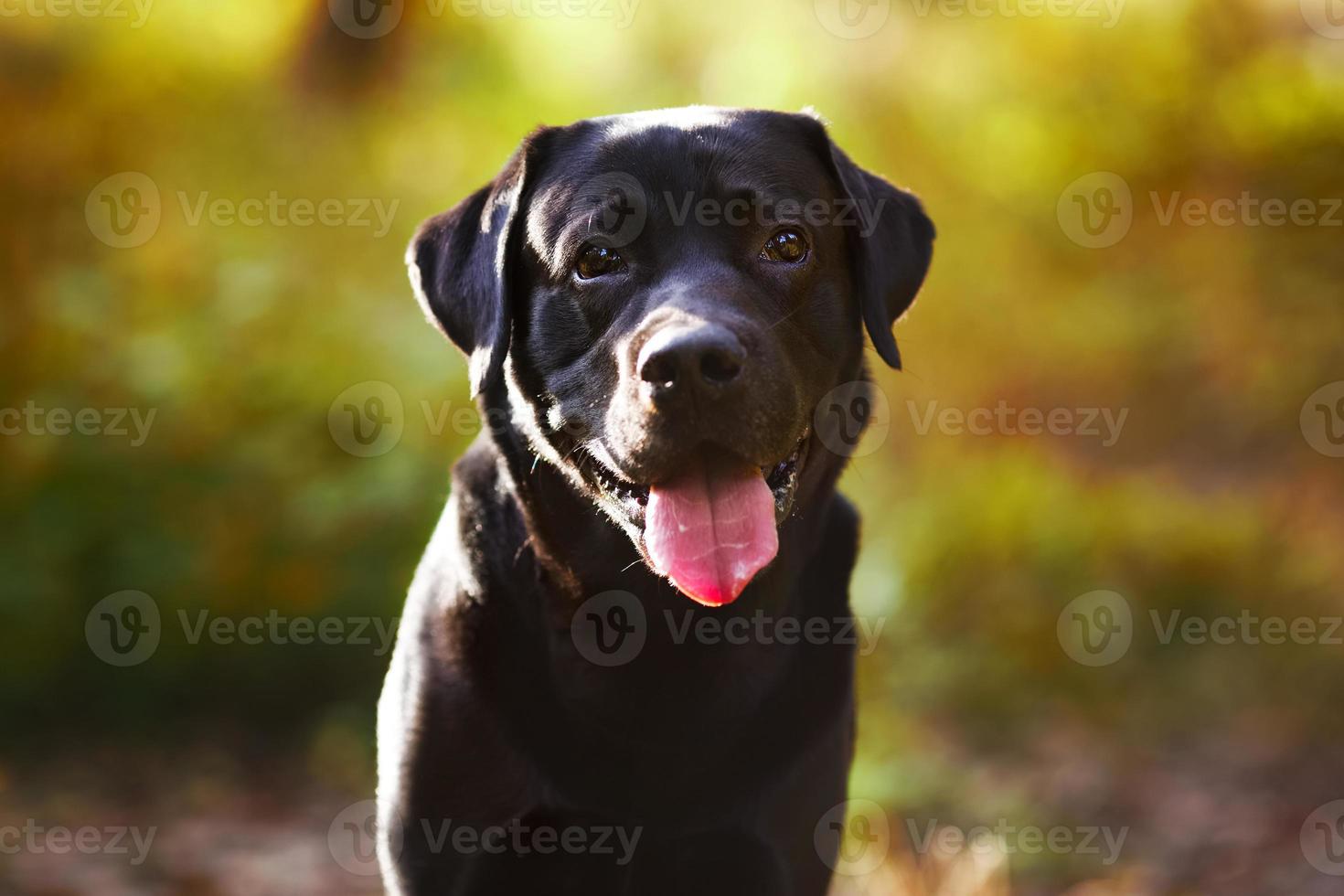 schwarzer Labrador sitzt und schaut in die Kamera foto