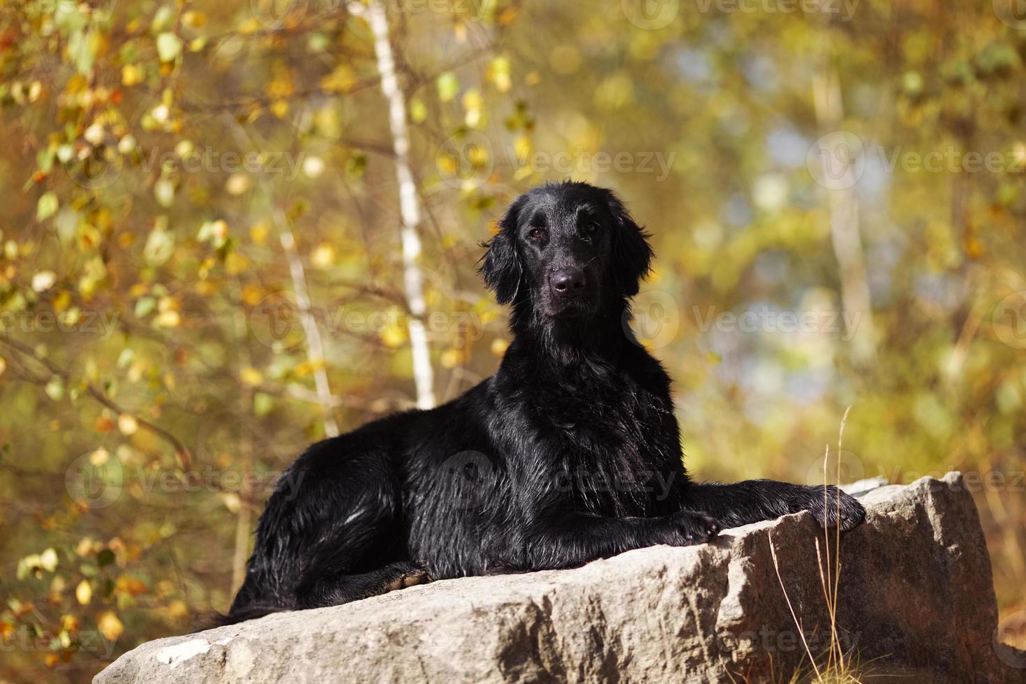 Wet Retriever liegt auf einem großen Stein foto