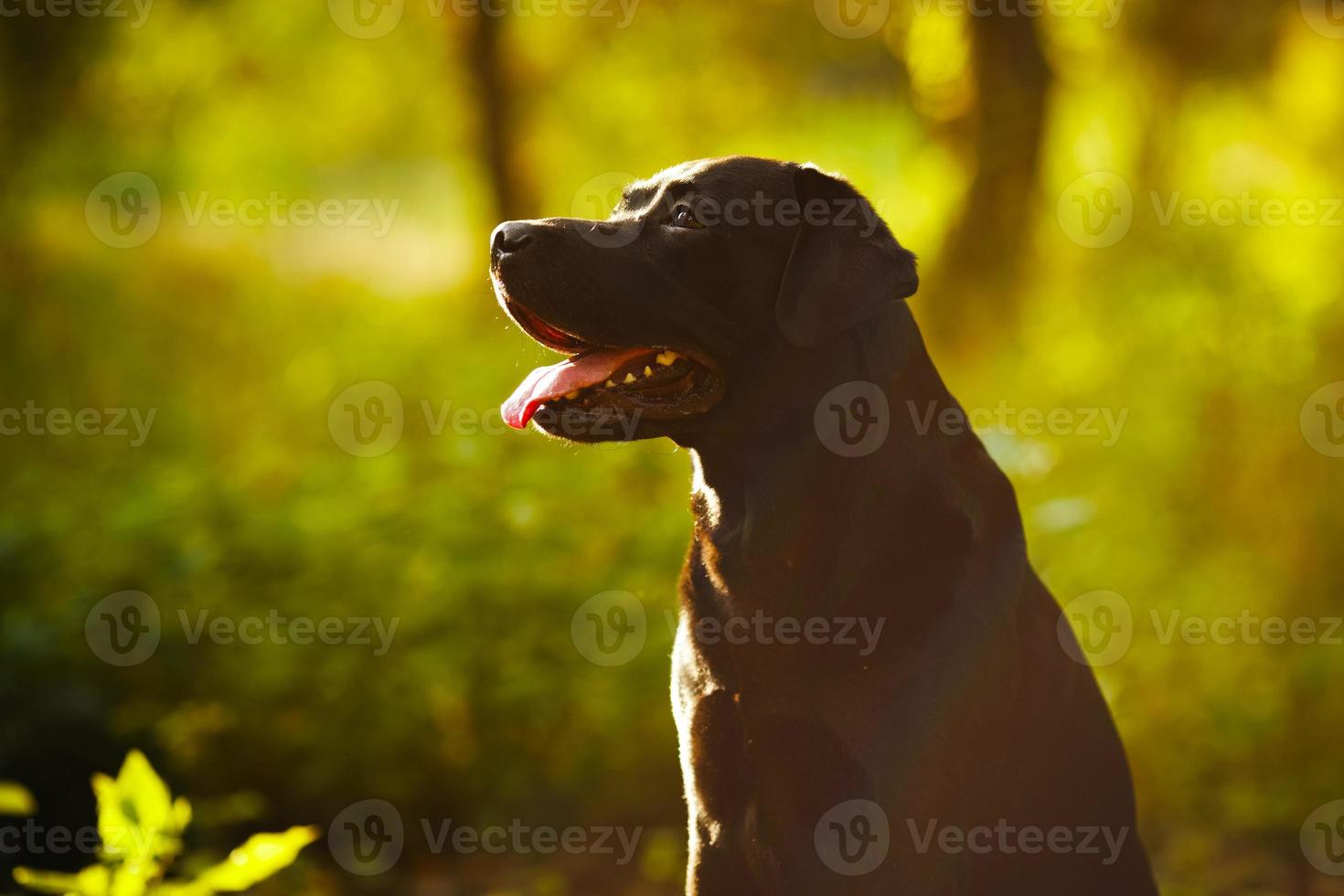 schwarzer Labrador, der in einem sonnigen Wald sitzt foto