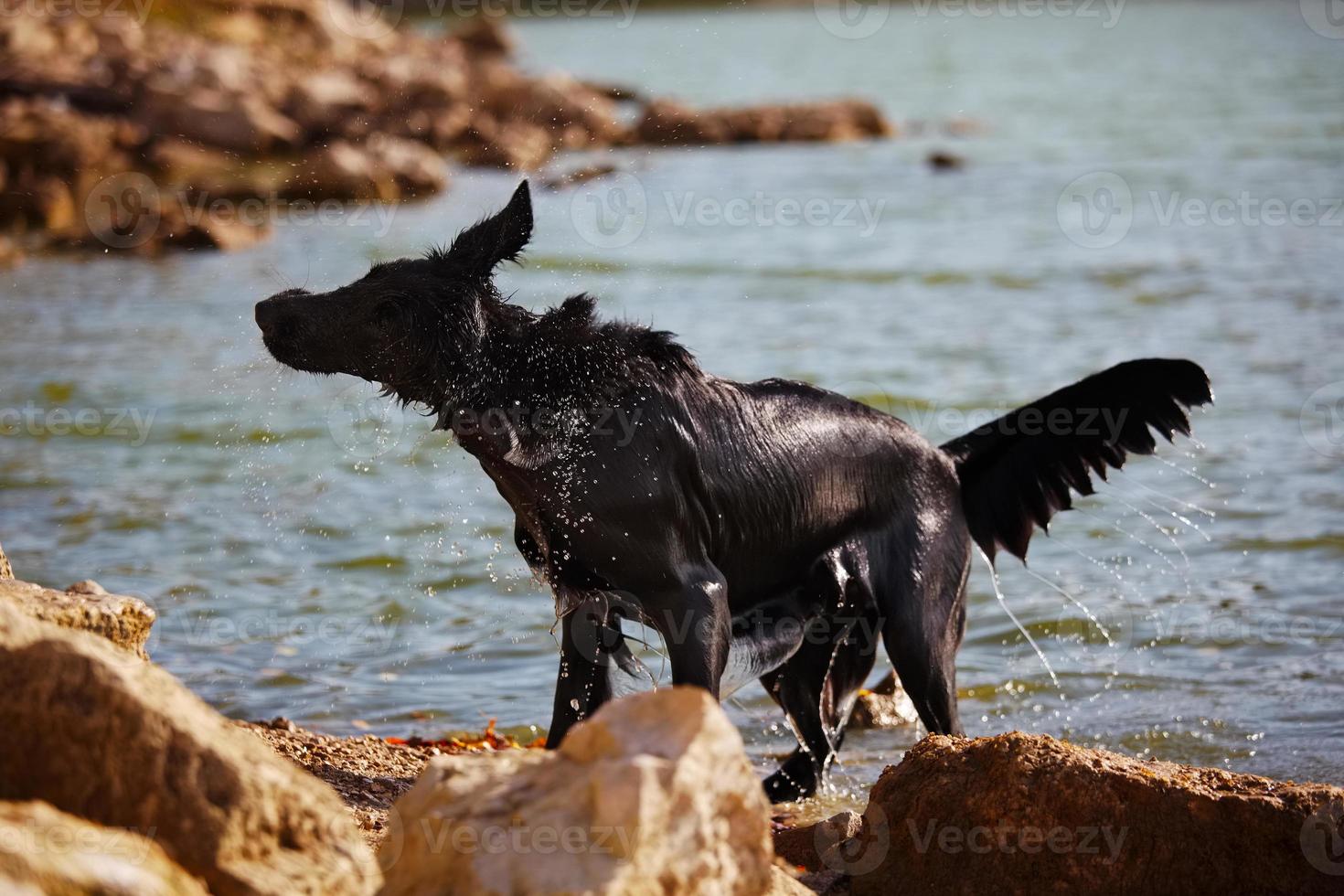 Retriever schüttelt Wasser am Ufer ab foto