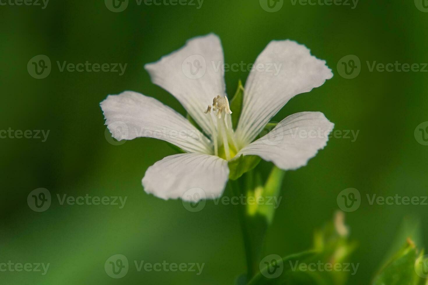 Weiß Flachs Blume. ein Blume im Fokus auf ein verschwommen Grün Hintergrund. foto