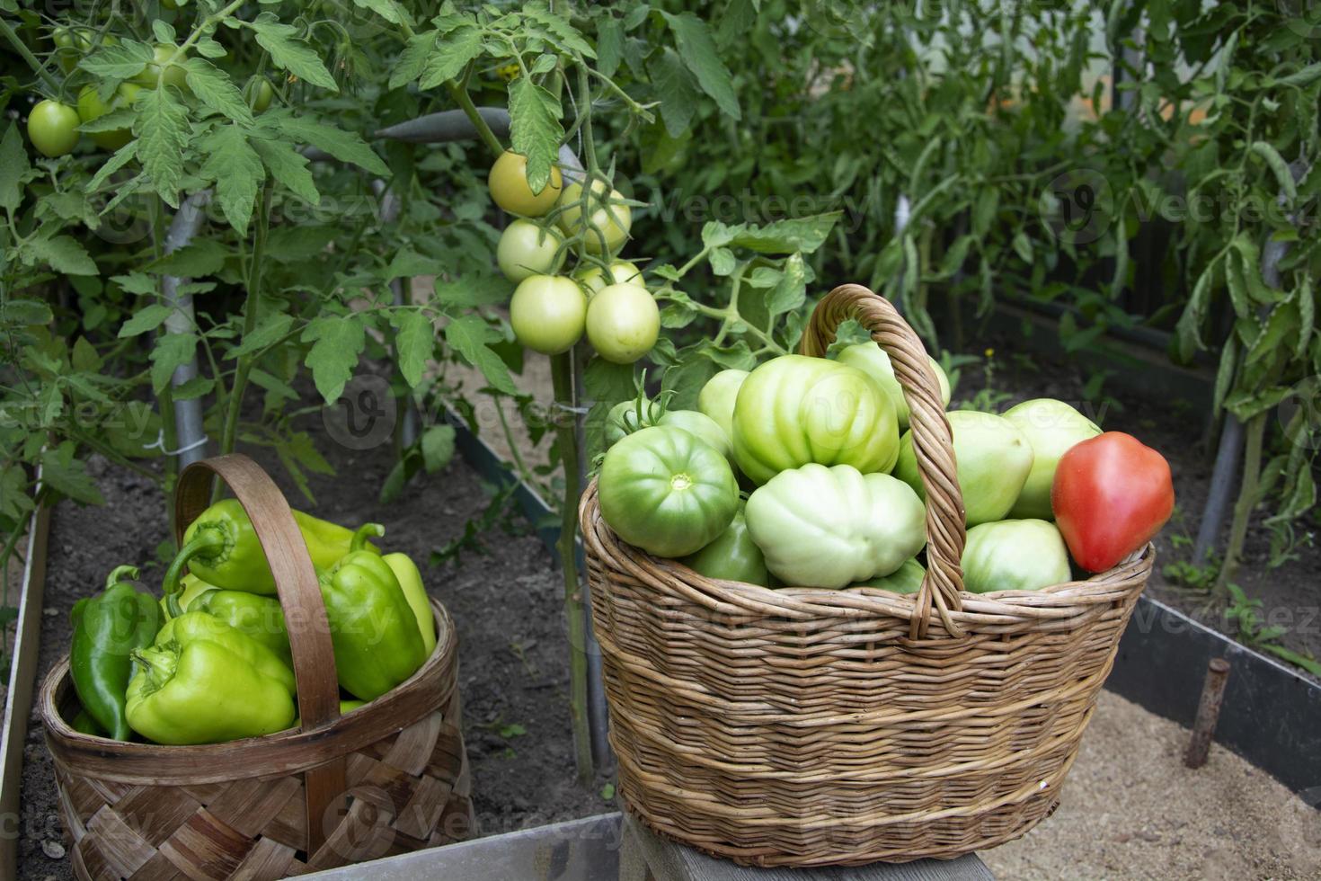 Tomaten und Paprika in Weidenkörben Nahaufnahme. Tomaten in einem Gewächshaus ernten. foto