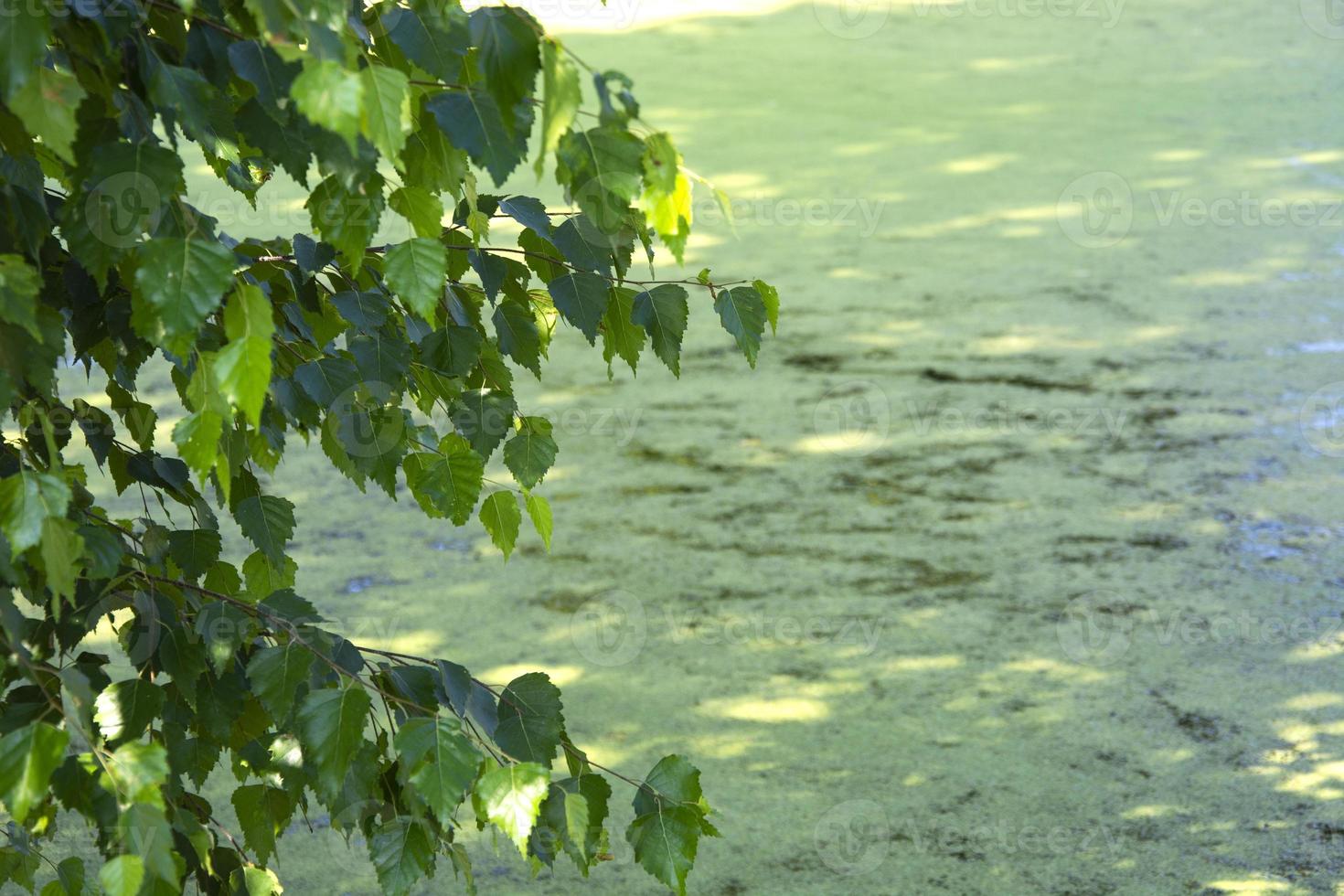 Birke am Wasser. Zweige biegen sich über das Wasser. ein Hintergrund von Blättern von einem überwucherten Teich. foto