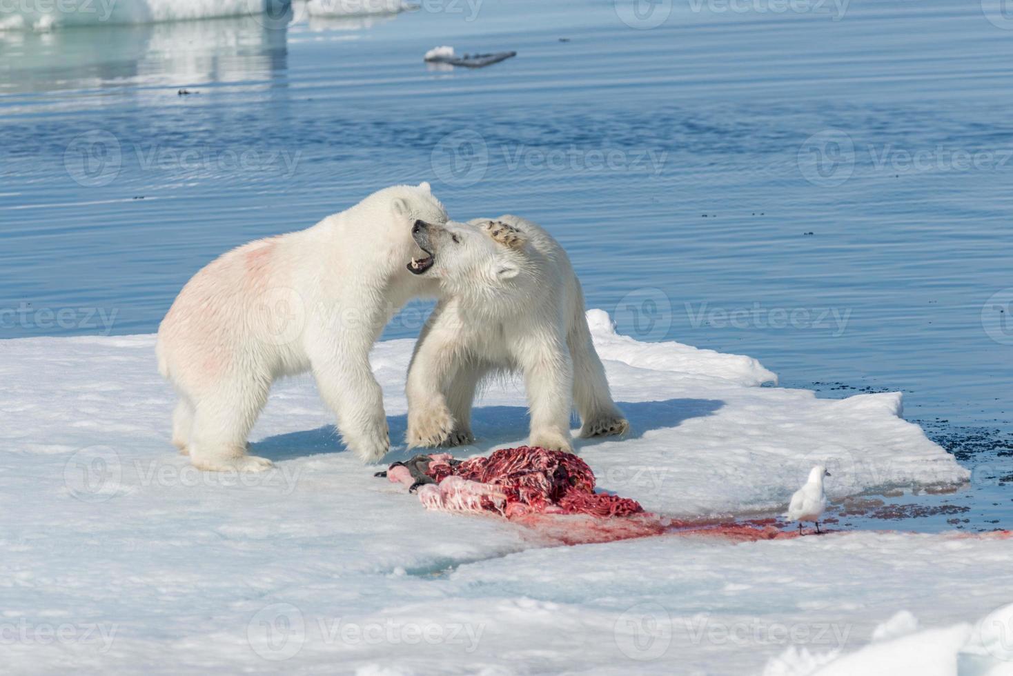 Zwei wilde Eisbären fressen getötete Robben auf dem Packeis nördlich der Insel Spitzbergen, Svalbard foto